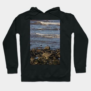 Oyster Catchers Hoodie